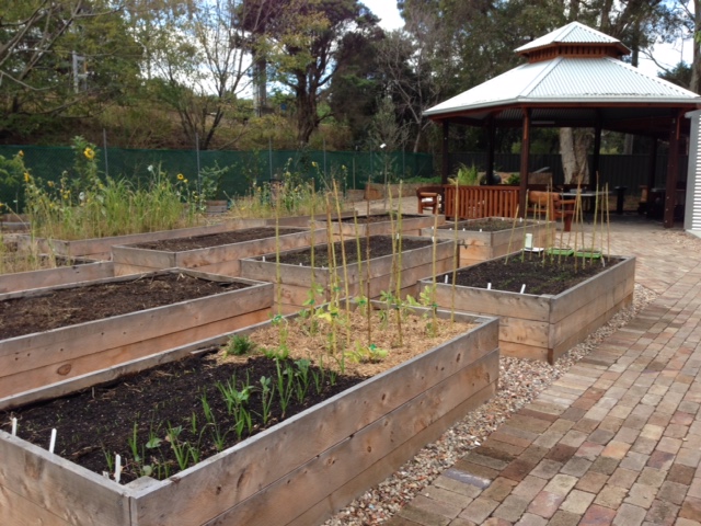 Strathfield Community Garden – open to new members
